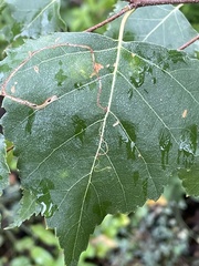 Stigmella