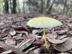 Leucocoprinus fragilissimus
