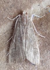 Elophila gyralis