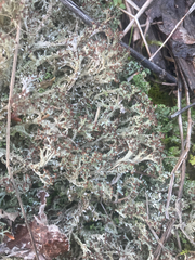 Cladonia