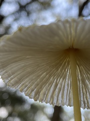 Leucocoprinus fragilissimus