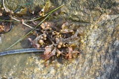 Sargassum