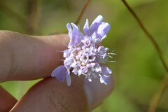 Dipsacoideae