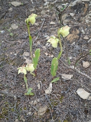 Pterygodium catholicum