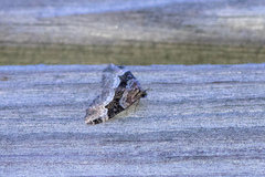Euphyia intermediata