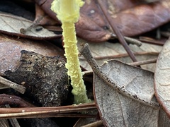 Leucocoprinus fragilissimus