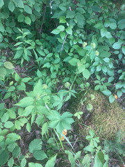 Sanicula marilandica