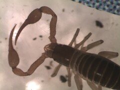Neobisium