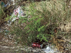 Asparagus acutifolius