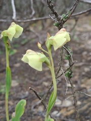 Pterygodium catholicum