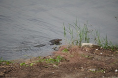 Varanus salvator macromaculatus
