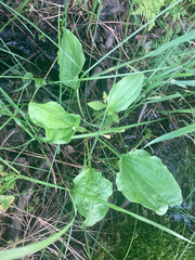 Plantago major