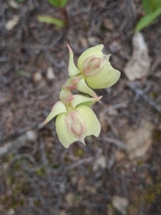 Pterygodium catholicum