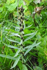 Omalotheca norvegica