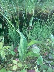 Cypripedium reginae