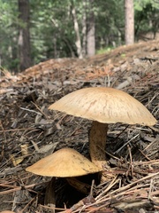 Gymnopilus ventricosus