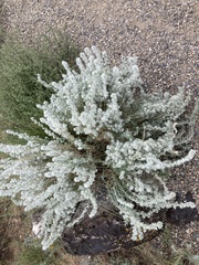 Krascheninnikovia lanata