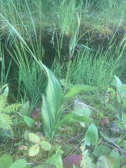 Cypripedium reginae