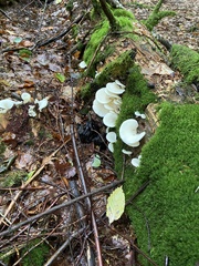 Pleurocybella porrigens