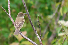 Empidonax traillii