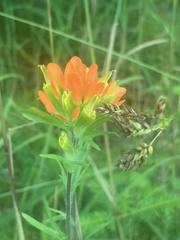 Castilleja coccinea