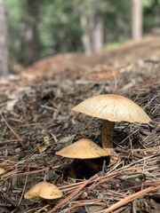 Gymnopilus ventricosus