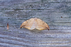 Drepana arcuata