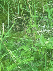 Carex castanea