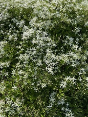 Clematis
