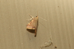 Hypsopygia olinalis