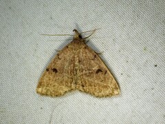 Zanclognatha dentata