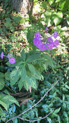 Phlox paniculata