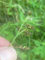Carex castanea