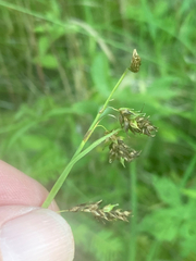 Carex castanea