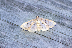 Herpetogramma aquilonalis