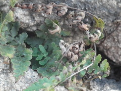 Dryopteris chinensis