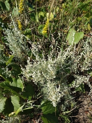 Artemisia absinthium