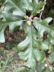 Quercus stellata