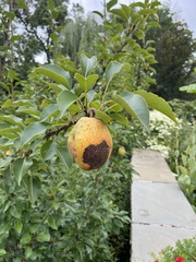 Pyrus