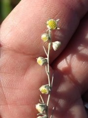 Artemisia absinthium