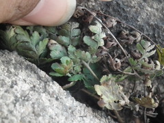Dryopteris chinensis