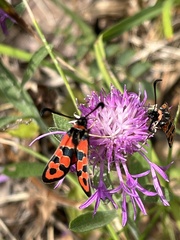 Zygaena fausta