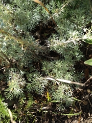 Artemisia absinthium