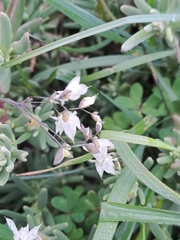 Melasphaerula graminea