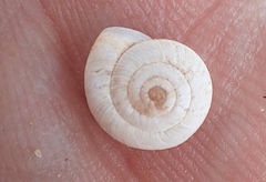 Xeropicta derbentina