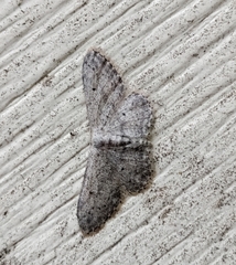 Idaea