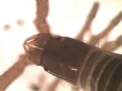 Neobisium