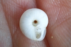 Xeropicta derbentina