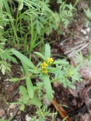 Melampodium sericeum