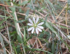 Stellaria graminea